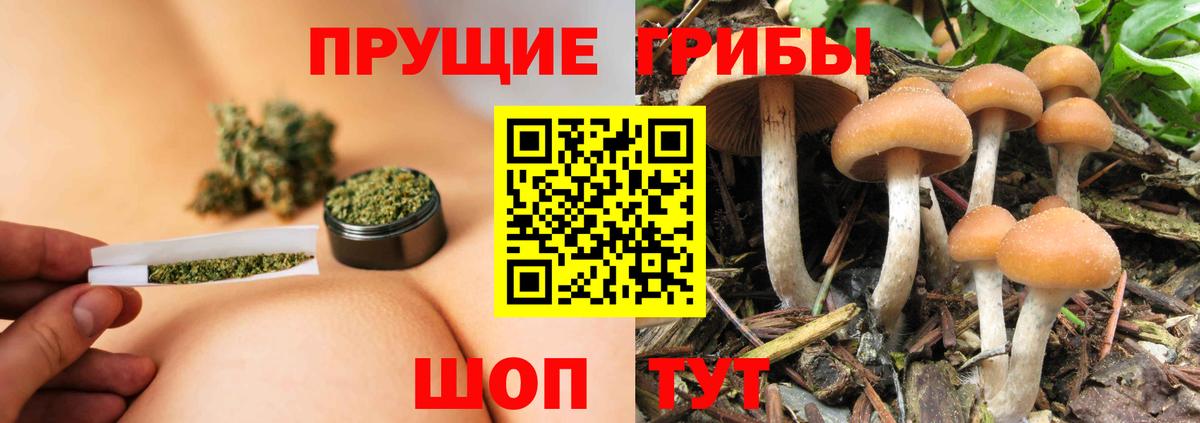 Псилоцибиновые грибы Cubensis  цена   Нижнеудинск  Вход с VPN 